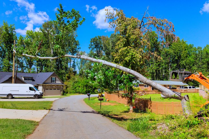 Cost of Dead Tree Removal in San Rafael, CA