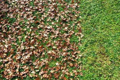 Leaf Removal Services