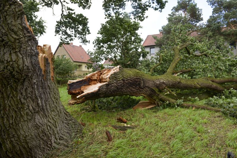 Fallen Tree Removal Options