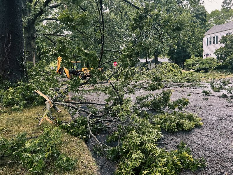 Tree Removal Equipment Info