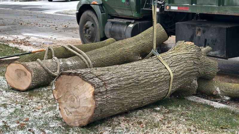 When To Get Tree Removals in San Rafael