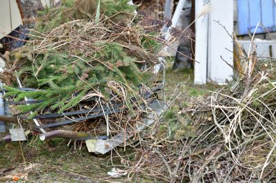 Cypress Tree Removal
