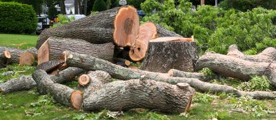 Fallen Tree Removal detail