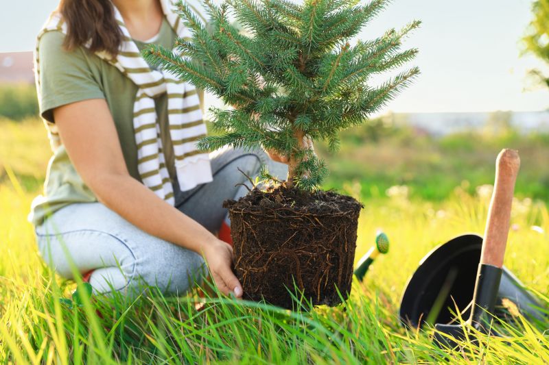 Spruce Tree Removal