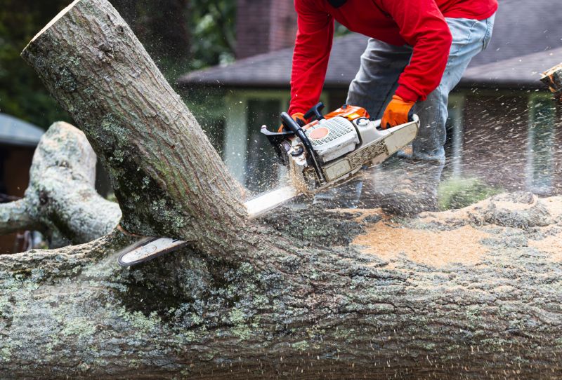 Tree Removal Service