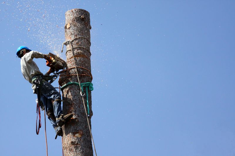 Before Tree Removal