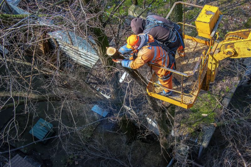 Safety Gear for Tree Removal