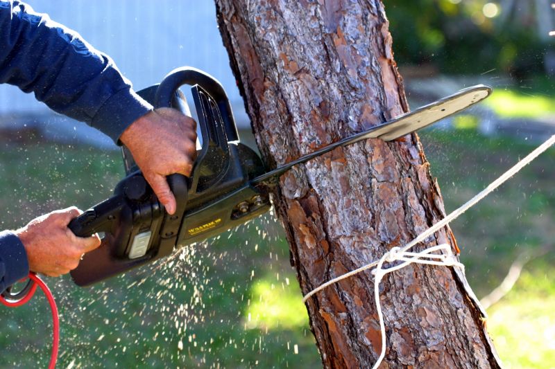Completed Tree Removal
