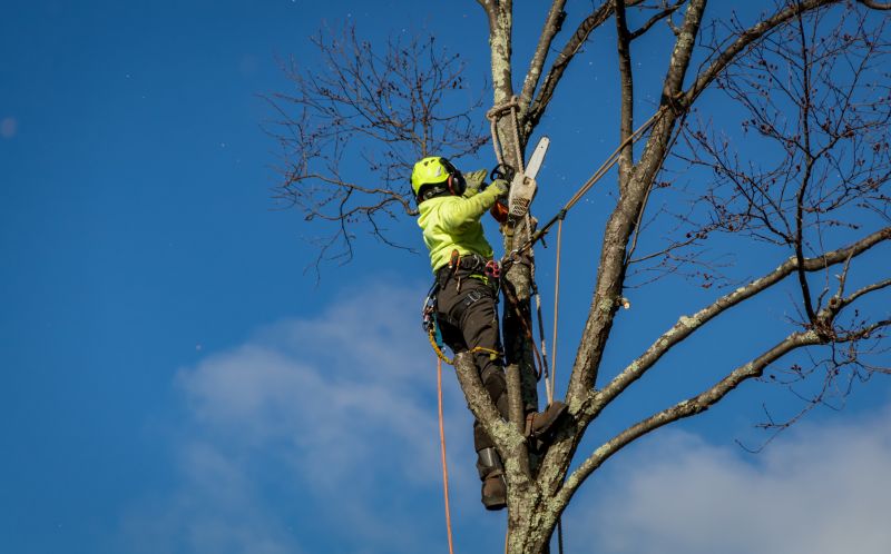 Autumn Tree Service