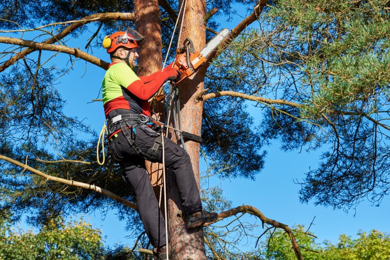 Professional Tree Removal Equipment