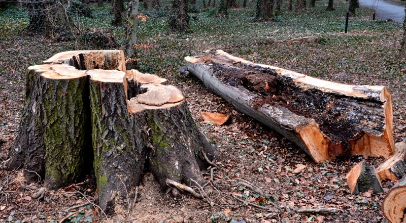Emergency Tree Removal Services